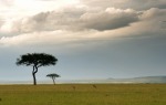 Acacia trees on Maasai Mara